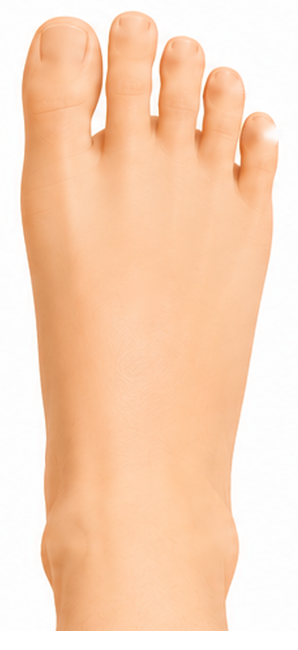 Dessus du pied